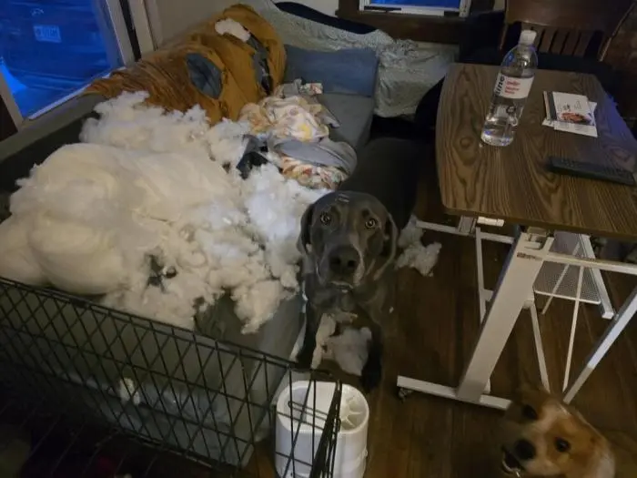 Смешные фото животных: когда питомцы ведут себя как настоящие шкодники