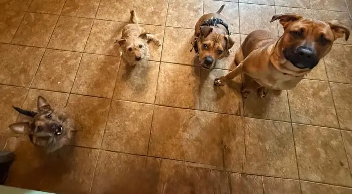 Смешные фото животных: когда питомцы ведут себя как настоящие шкодники