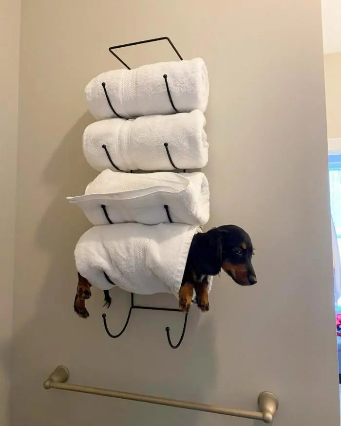 Смешные фото животных: когда питомцы ведут себя как настоящие шкодники