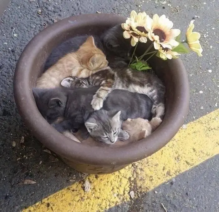 Коты среди цветов: весенняя подборка умилительных фото