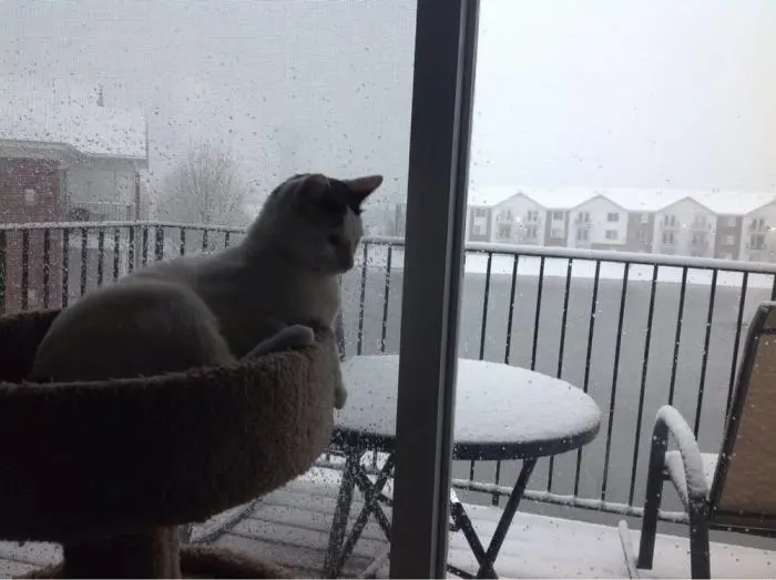 Коты среди цветов: весенняя подборка умилительных фото