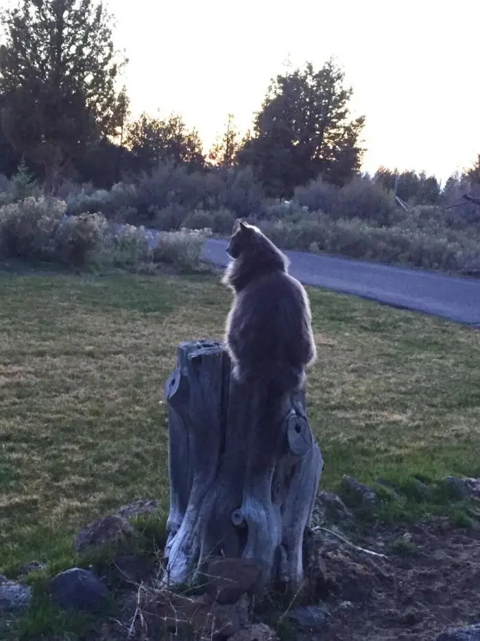 Коты среди цветов: весенняя подборка умилительных фото