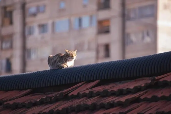 Коты среди цветов: весенняя подборка умилительных фото