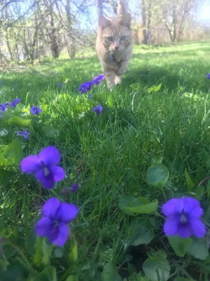 Коты среди цветов: весенняя подборка умилительных фото