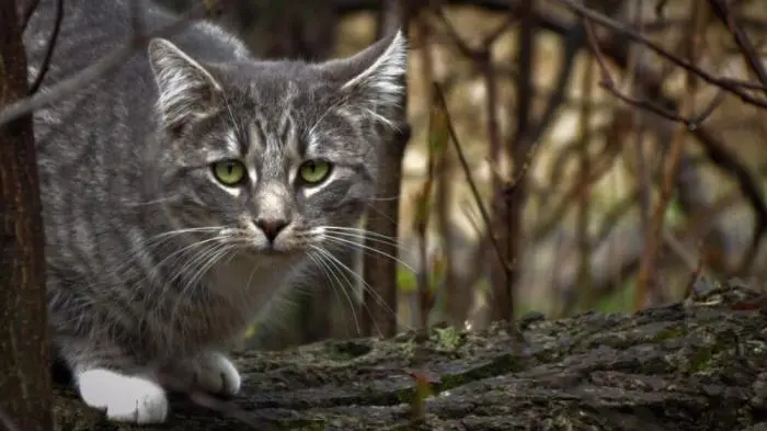 Коты среди цветов: весенняя подборка умилительных фото