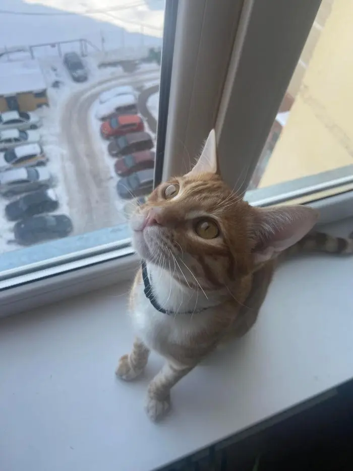 Коты среди цветов: весенняя подборка умилительных фото