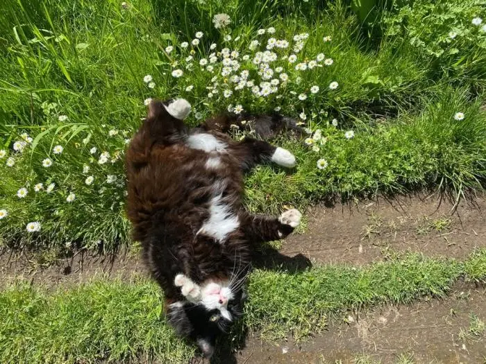 Коты среди цветов: весенняя подборка умилительных фото