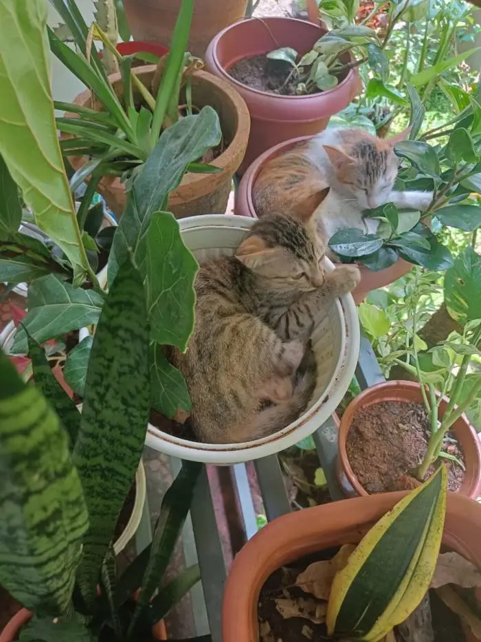 Коты среди цветов: весенняя подборка умилительных фото