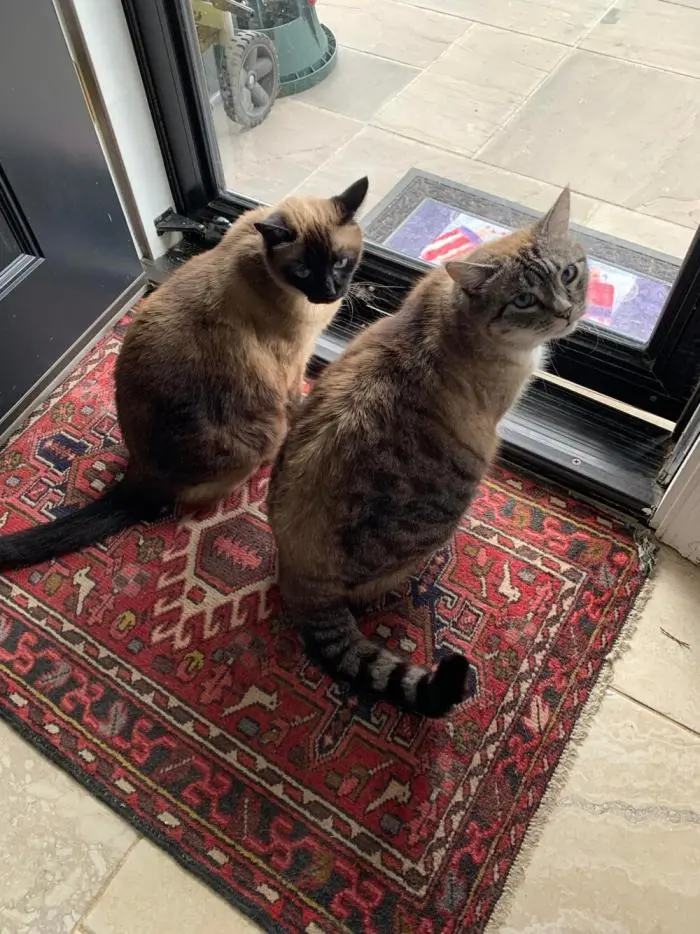 Коты среди цветов: весенняя подборка умилительных фото