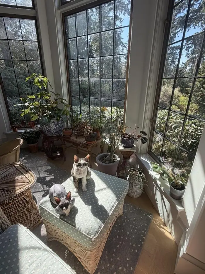 Коты среди цветов: весенняя подборка умилительных фото