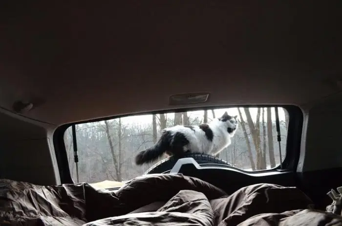 Коты среди цветов: весенняя подборка умилительных фото