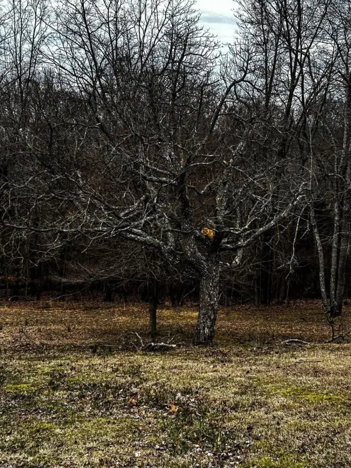Коты среди цветов: весенняя подборка умилительных фото