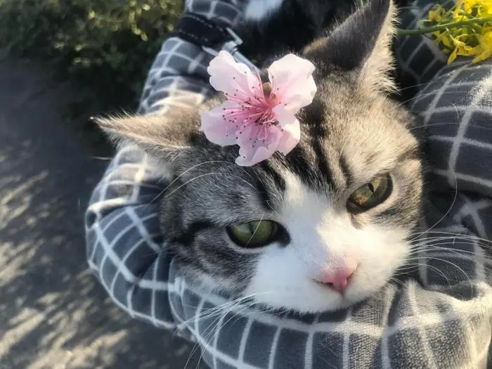 Коты среди цветов: весенняя подборка умилительных фото