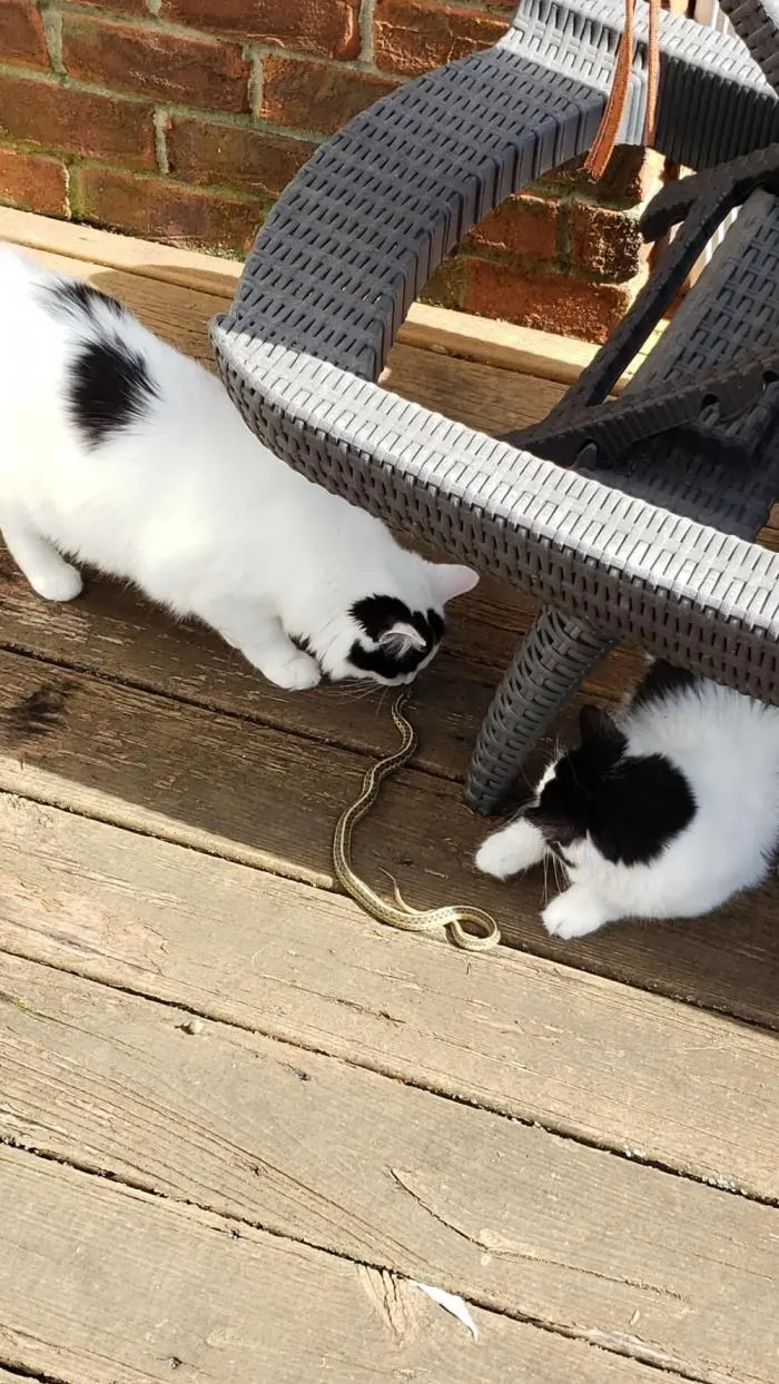 Коты среди цветов: весенняя подборка умилительных фото