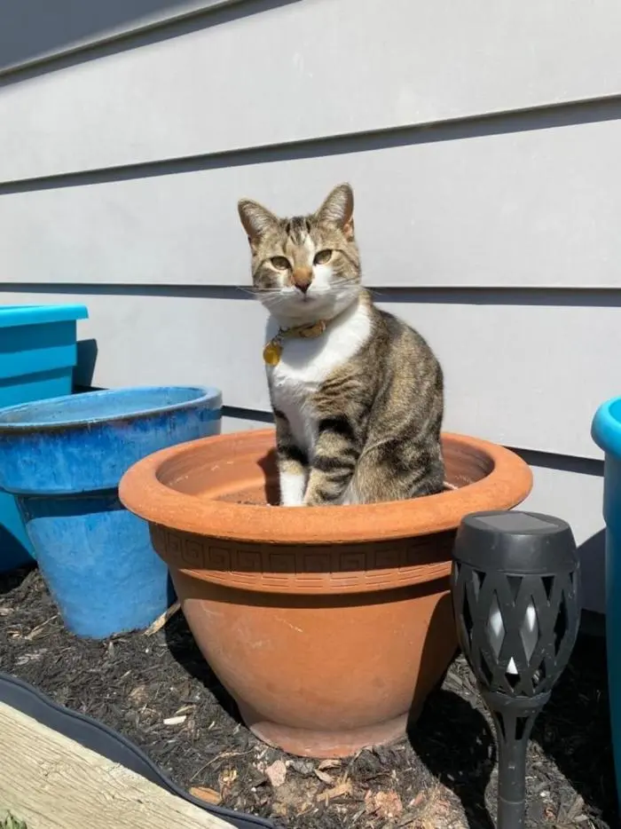 Коты среди цветов: весенняя подборка умилительных фото