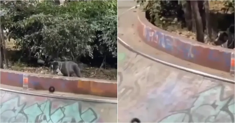 Пес-диверсант: собака устроила хаос в скейт-парке, подбрасывая колеса под доски