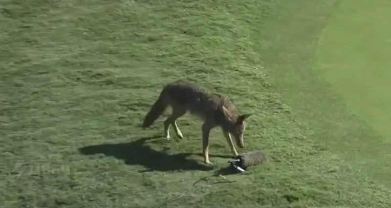 Койот-репортёр: Хищник атаковал микрофон на поле для гольфа