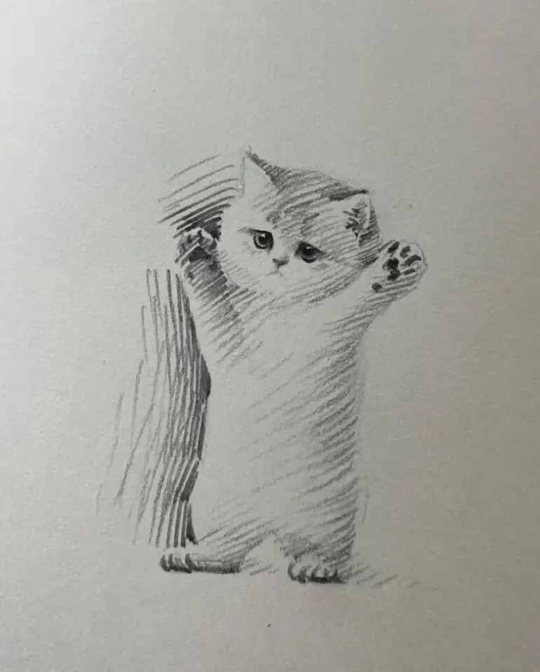 Карандашные котики Шоу Синя: минимализм, который вдохновляет