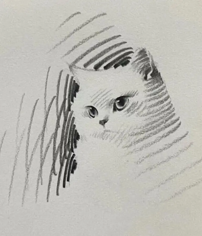 Карандашные котики Шоу Синя: минимализм, который вдохновляет