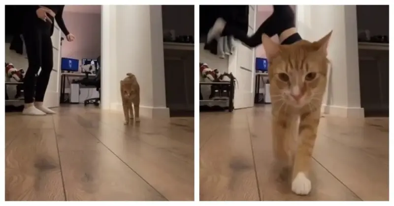 Рыжий кот влез в кадр и испортил стойку на руках