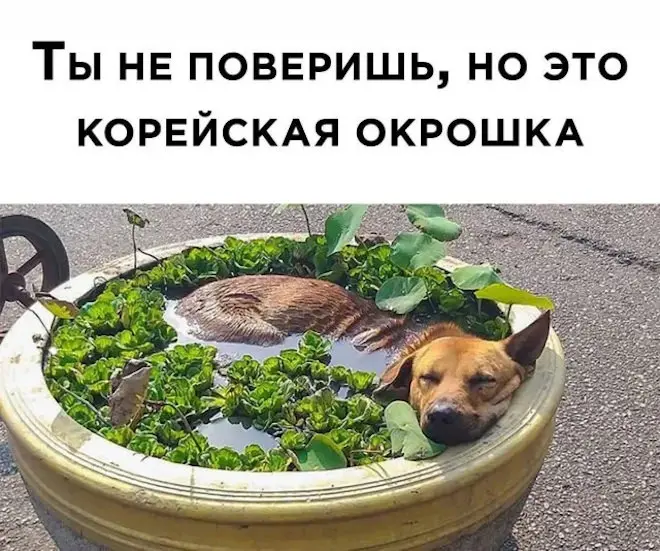 Свежая порция смеха из глубин интернета приколы, мемы, юмор, смешные картинки, подборка, соцсети, позитив