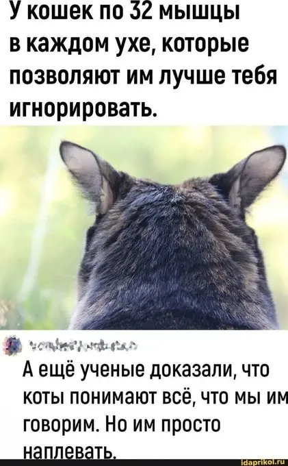 Смешные истории на каждый день анекдоты, юмор, приколы, отношения, семья, короткие истории