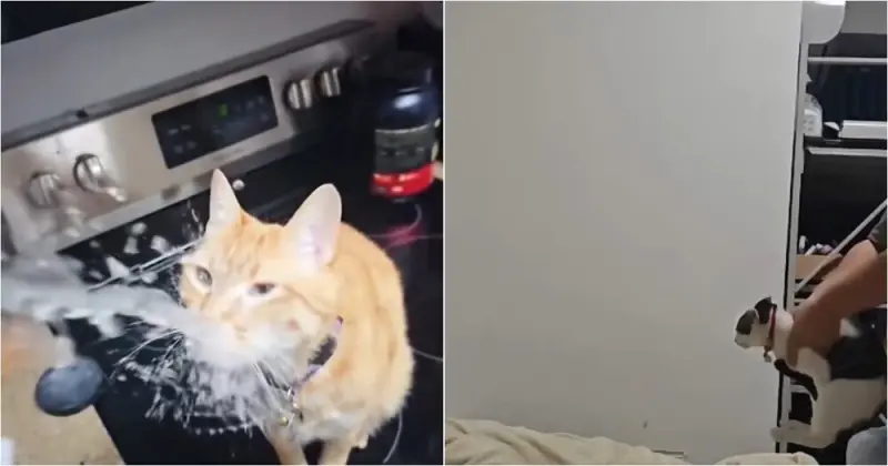 Когда коты замедляются: магия обычных моментов