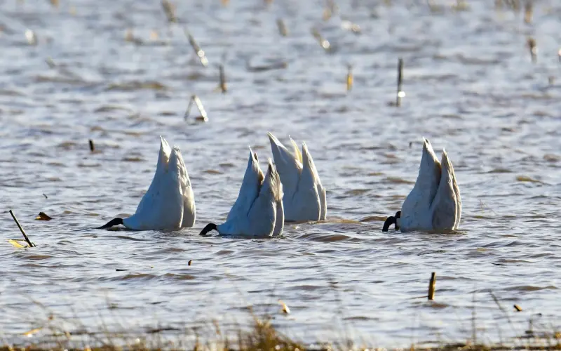 Пернатые вестники весны: фотоподборка со всего света птицы, весна, фотография, природа, животные, Германия, Китай, Флорида, подборка