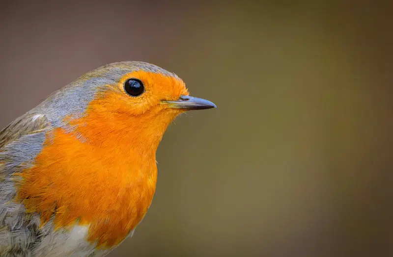 Пернатые вестники весны: фотоподборка со всего света птицы, весна, фотография, природа, животные, Германия, Китай, Флорида, подборка