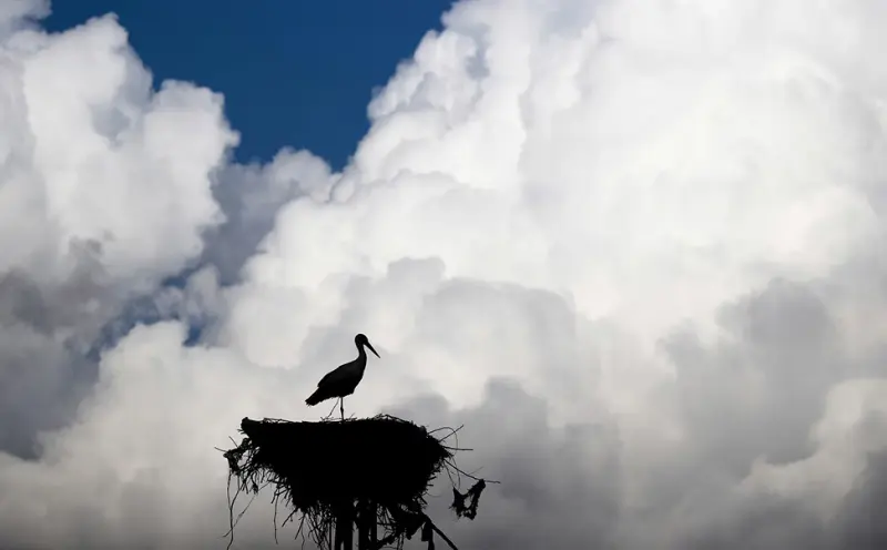 Пернатые вестники весны: фотоподборка со всего света птицы, весна, фотография, природа, животные, Германия, Китай, Флорида, подборка