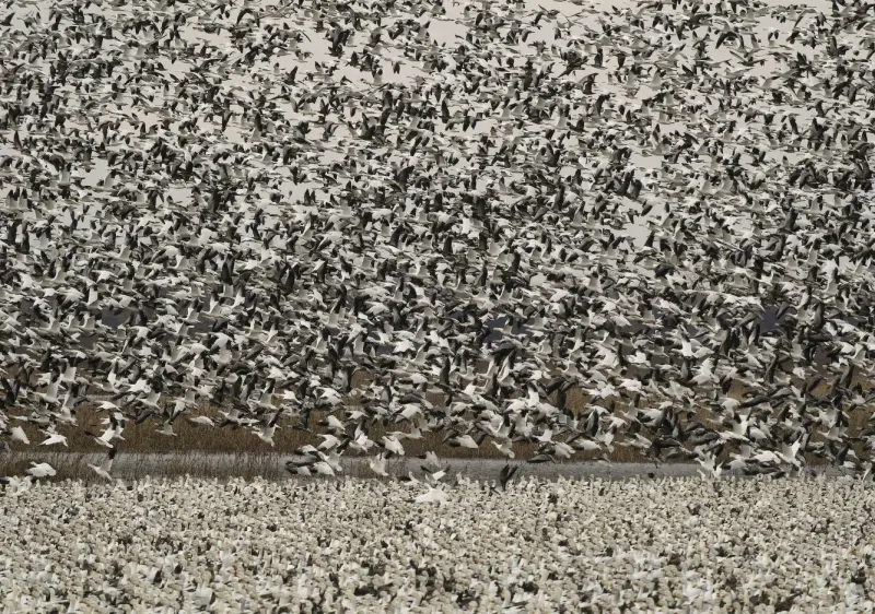 Пернатые вестники весны: фотоподборка со всего света птицы, весна, фотография, природа, животные, Германия, Китай, Флорида, подборка