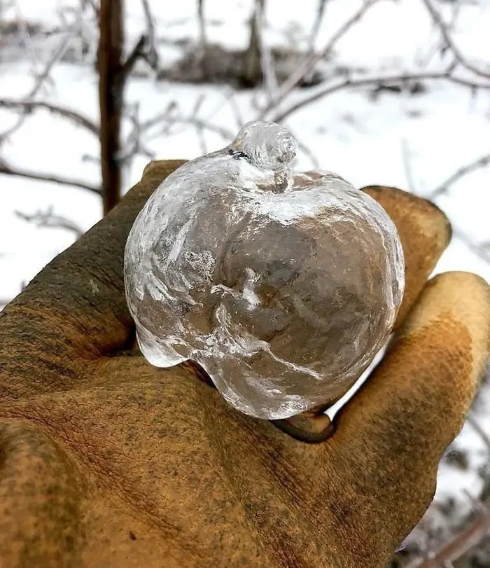 Самые красивые деревья мира: подборка уникальных фото деревья, природа, путешествия, фото, красиво, уникальное