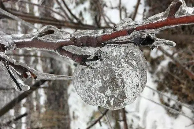 Самые красивые деревья мира: подборка уникальных фото деревья, природа, путешествия, фото, красиво, уникальное