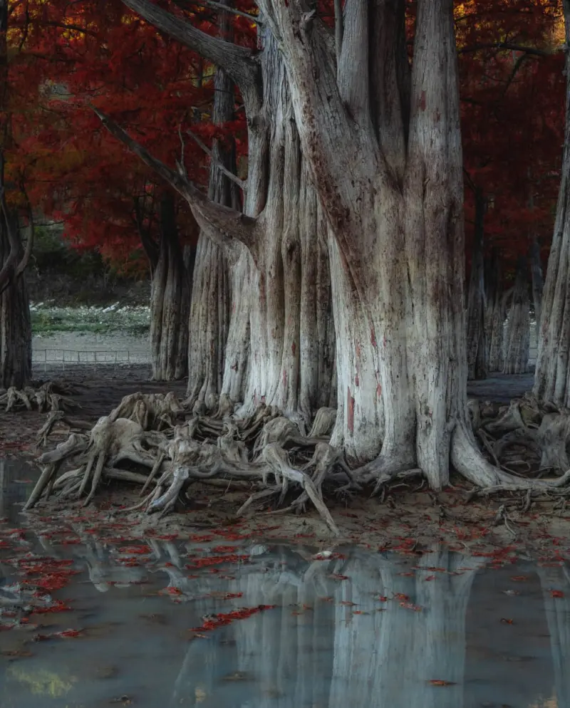 Самые красивые деревья мира: подборка уникальных фото деревья, природа, путешествия, фото, красиво, уникальное