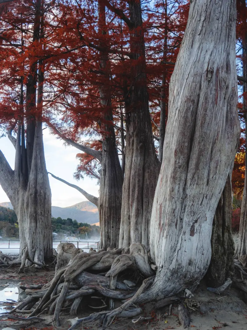 Самые красивые деревья мира: подборка уникальных фото деревья, природа, путешествия, фото, красиво, уникальное