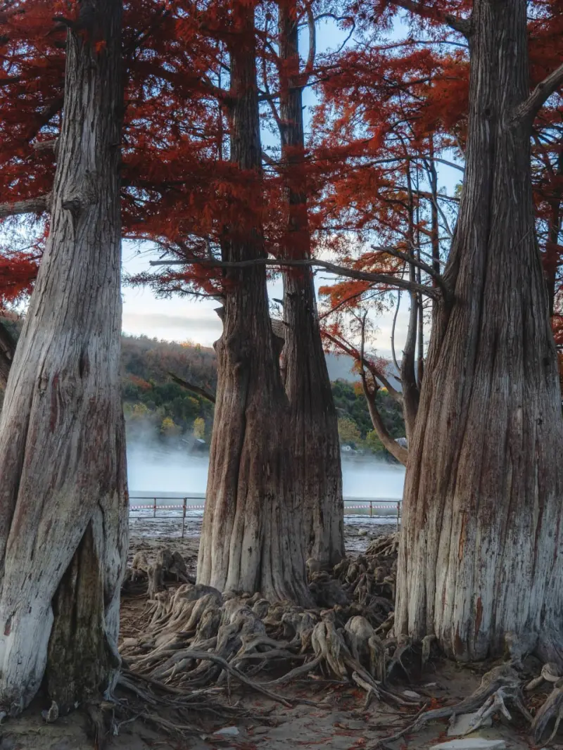 Самые красивые деревья мира: подборка уникальных фото деревья, природа, путешествия, фото, красиво, уникальное