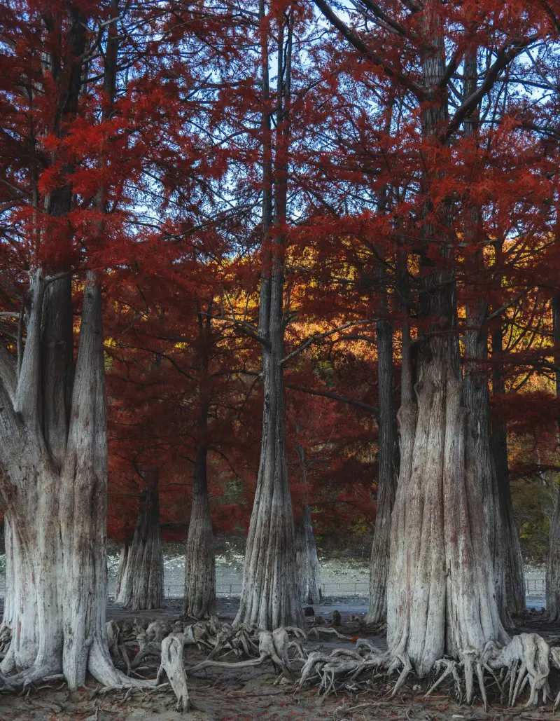 Самые красивые деревья мира: подборка уникальных фото деревья, природа, путешествия, фото, красиво, уникальное