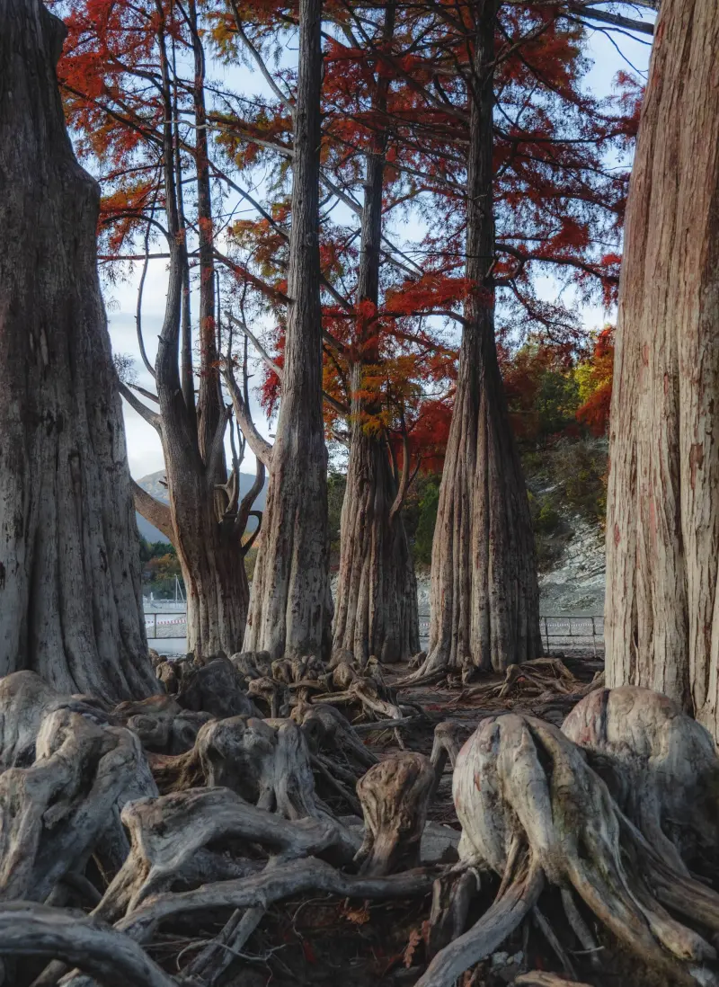 Самые красивые деревья мира: подборка уникальных фото деревья, природа, путешествия, фото, красиво, уникальное