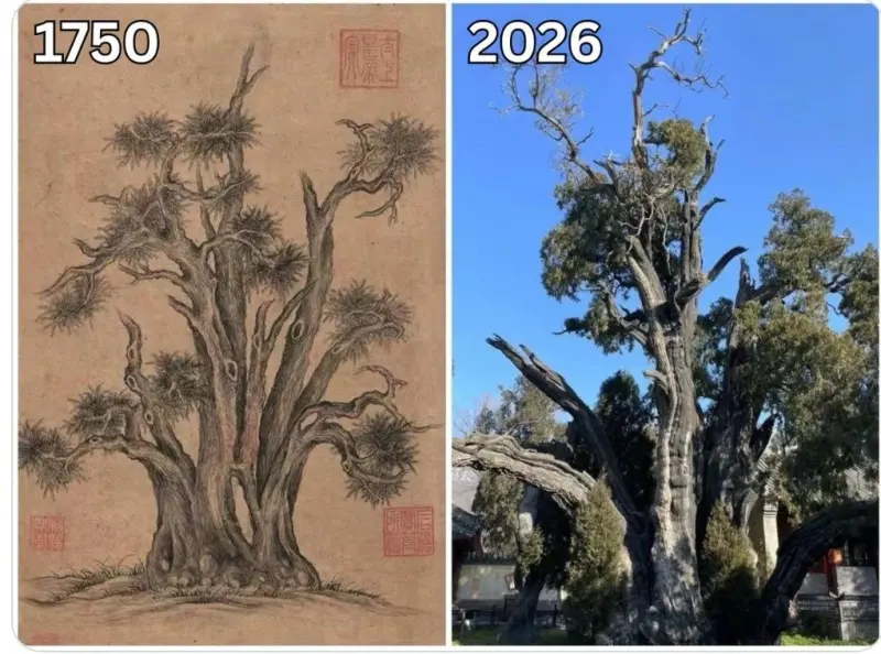 Самые красивые деревья мира: подборка уникальных фото деревья, природа, путешествия, фото, красиво, уникальное