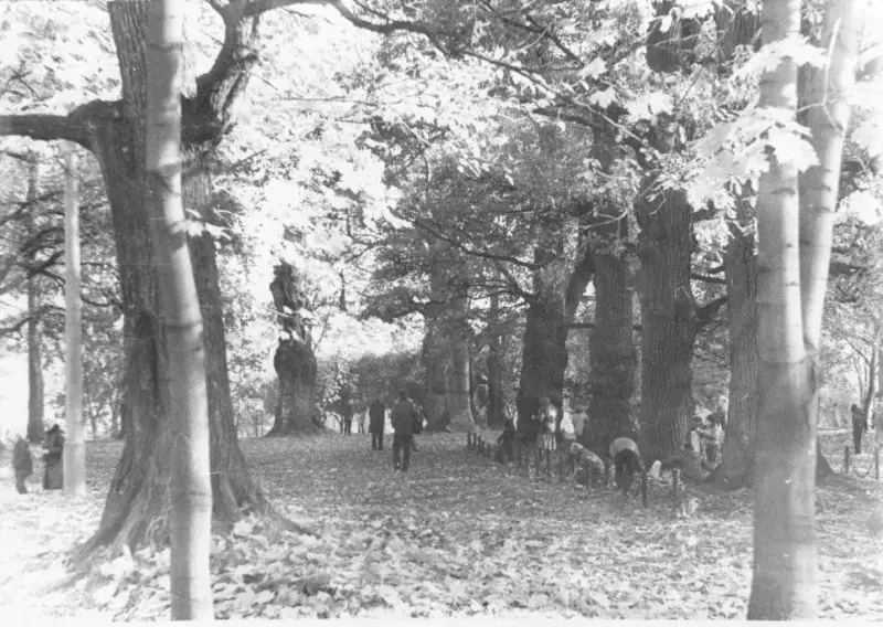 Самые красивые деревья мира: подборка уникальных фото деревья, природа, путешествия, фото, красиво, уникальное