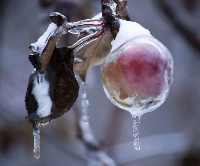 Самые красивые деревья мира: подборка уникальных фото деревья, природа, путешествия, фото, красиво, уникальное