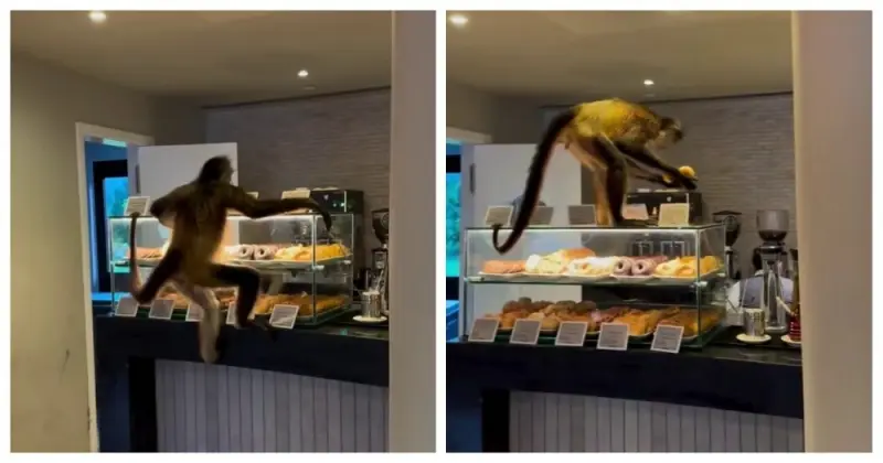 Обезьяна-сладкоежка: грабитель пончиков в кафе попал на видео