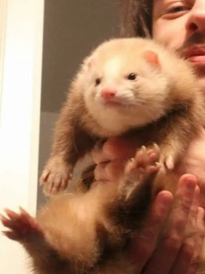 Забавные хорьки: 20 фото, которые доказывают, что они круче кошек и собак хорьки, животные, приколы, милота, домашние питомцы, фото, подборка