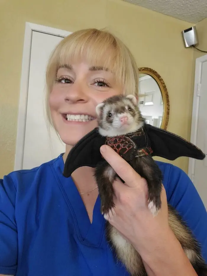 Забавные хорьки: 20 фото, которые доказывают, что они круче кошек и собак хорьки, животные, приколы, милота, домашние питомцы, фото, подборка