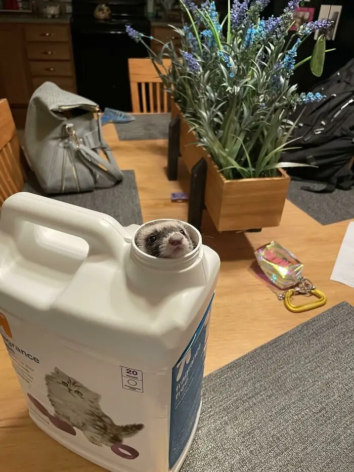 Забавные хорьки: 20 фото, которые доказывают, что они круче кошек и собак хорьки, животные, приколы, милота, домашние питомцы, фото, подборка