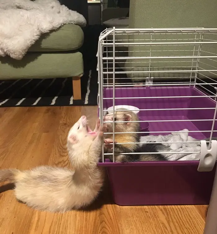 Забавные хорьки: 20 фото, которые доказывают, что они круче кошек и собак хорьки, животные, приколы, милота, домашние питомцы, фото, подборка