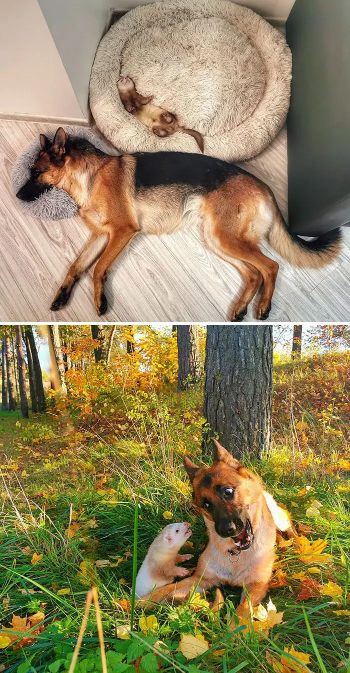 Забавные хорьки: 20 фото, которые доказывают, что они круче кошек и собак хорьки, животные, приколы, милота, домашние питомцы, фото, подборка