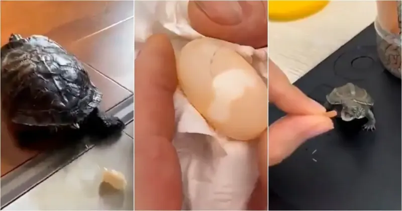 Спасение крохи: мужчина выходил черепашонка из треснувшего яйца