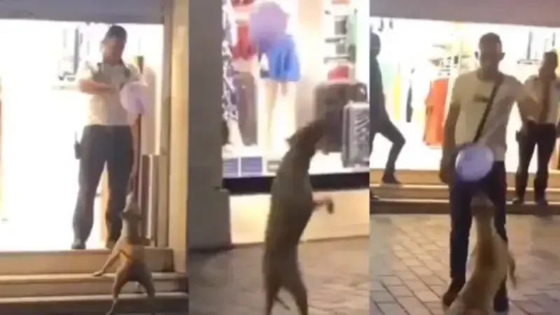 Простая перчатка спасла вечер: мужчина рассмешил бездомного пса