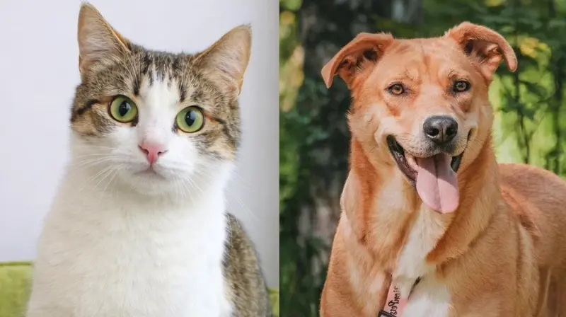 Котопёс недели: забирайте солнечную собаку или нежнейшую кошку